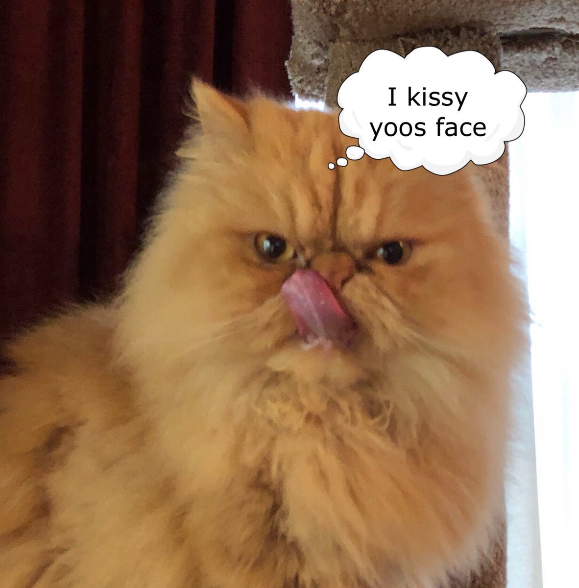 JethroKitty 🧡💜Cleo Love 🌈RIP tweet media