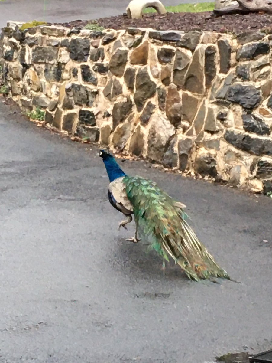 Started my day greeted by this guy.  He’s not mine… surely it’s a good sign when there’s a peacock out your back door?!