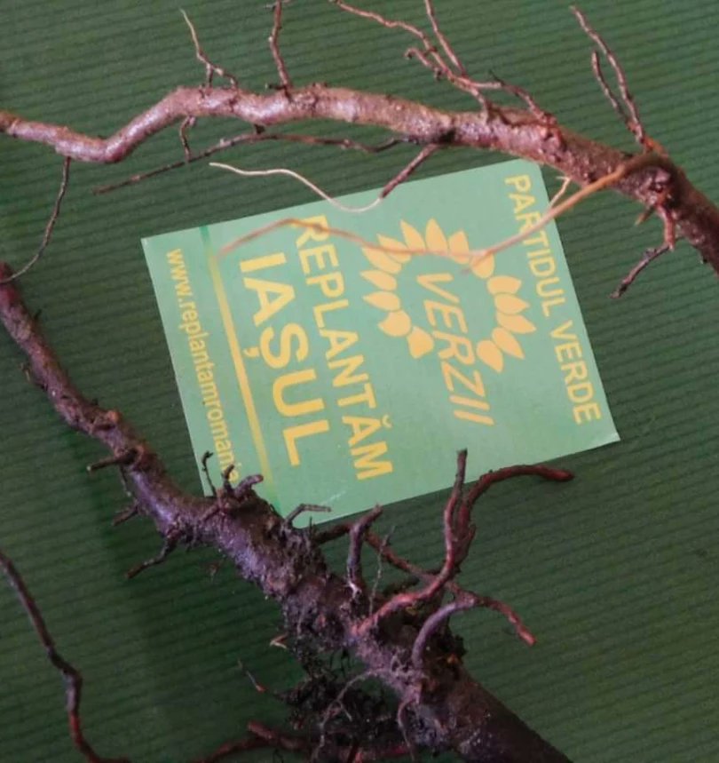 Replantăm Iașul! 🌻🌲

Astăzi Organizația municipală Iași a Partidului Verde (Verzii) a împărțit celor interesați peste 500 puieți de brad alb.

#verzii #natură