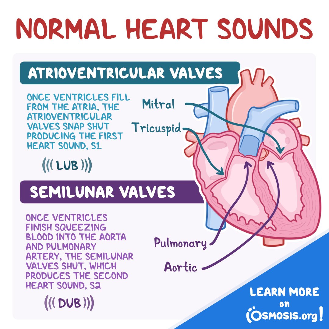 OsmosisMed's tweet photo. Today's #PhysiologyFeature is about normal heart sounds: "lub" (S1) and "dub" (S2). They're produced by the way blood moves through the heart, specifically the closing of heart valves.
Learn more: https://t.co/TvGX5C07Jy https://t.co/G8ROO3vpC9