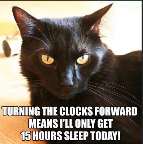 majorgeeks's tweet photo. #Caturday #DaylightSavings #ClocksAhead https://t.co/S4oxAODG3y