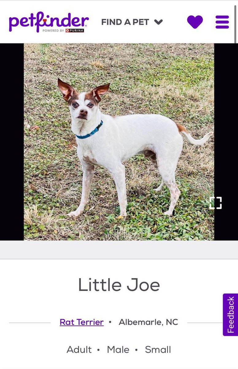 The neighbors in our quaint city are incredibly diverse and we appreciate all of them. We also have one unlikely neighbor with more fur than the average neighbor in Albemarle.

Meet Little Joe.

Little Joe might have been a stray who wandered into town one crisp autumn day, his