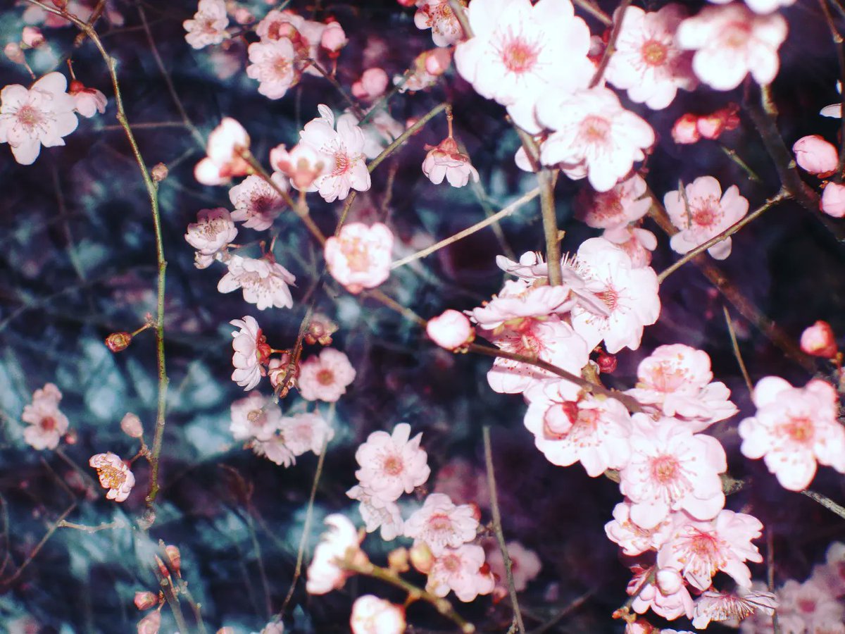 moluozuofumiha1's tweet image. 花