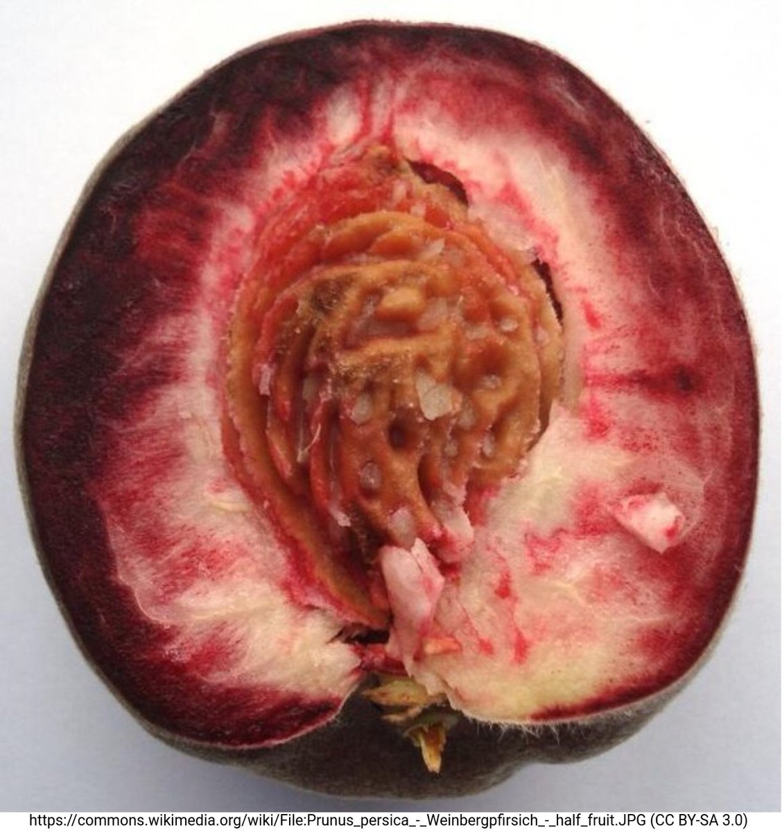The NAC transcription factors BLOOD and PpNAC1 form a dimer to activate PpMYB10.1 resulting in anthocyanin pigmentation in peach #FlavonoidFriday (details: lnk.tu-bs.de/9egbyq)