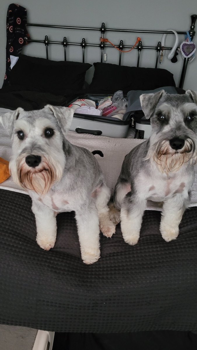 Silcam's tweet photo. @Crufts @Channel4 @clarebalding Lilo n Stitch unpacking as I pack@Channel4@clarebalding#minischnauzers https://t.co/82xg9Ubclj