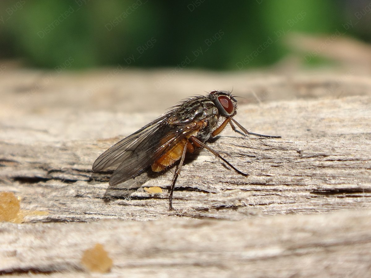 by_bugs's tweet photo. Orange-bellied bristleshins are very common flies, which able to tolerate a wide range of environments, but flourish in humid woodlands because their larvae do best in fungi and decaying wood.
#fly #orangebelliedbristleshin #phaonia #phaoniasubventa #muscidae #femalefly #nature https://t.co/CheNvvX7E3