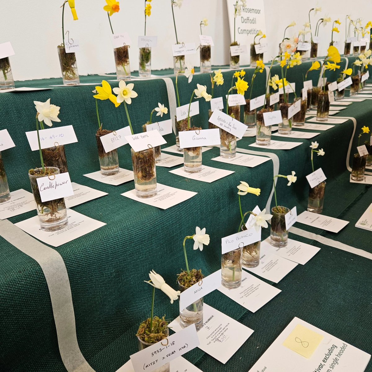 Teeny tiny Narcissus in the @The_RHS Daffodil Show @RHS_Rosemoor today