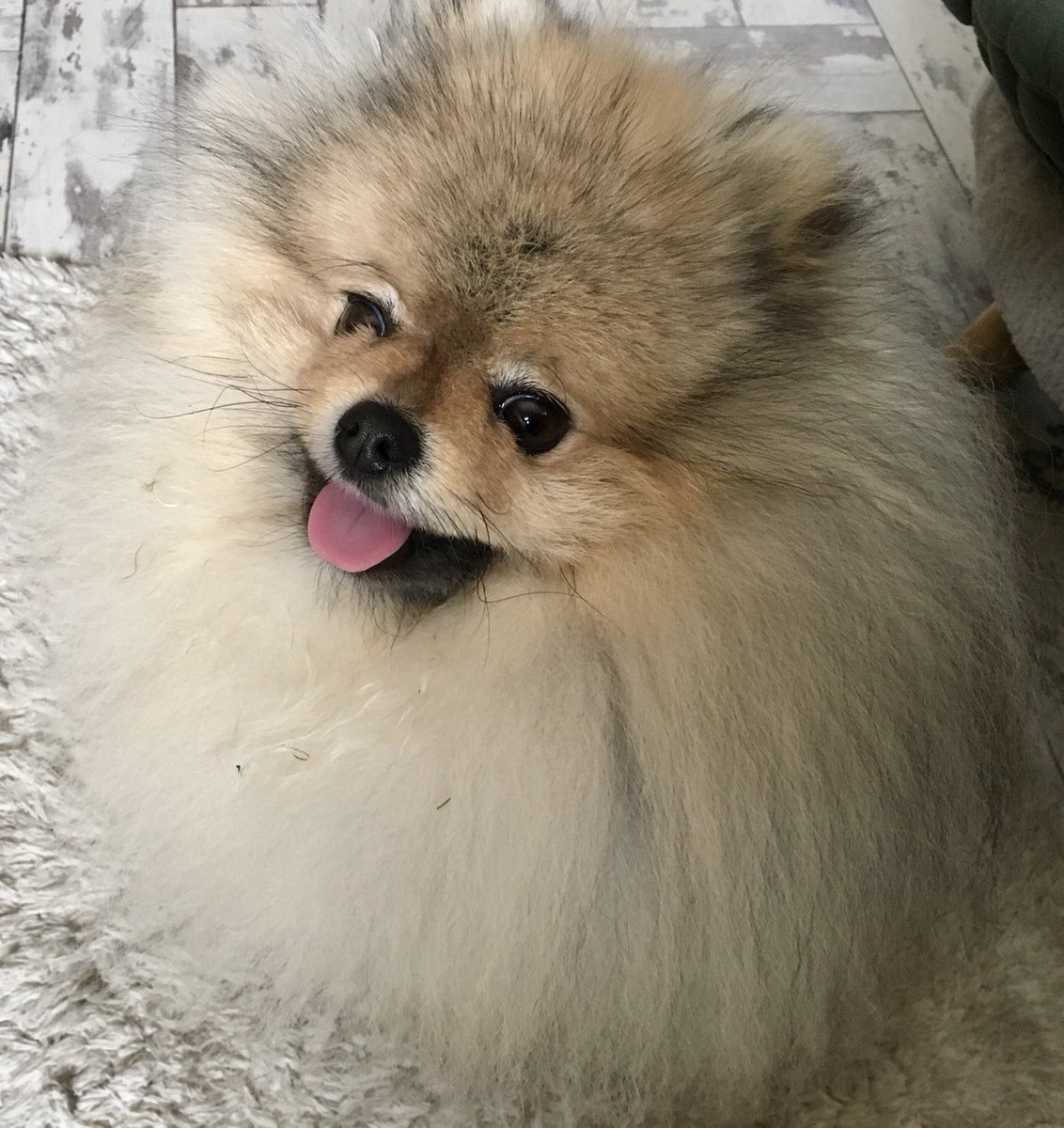 I think Pablo should be at #crufts2024