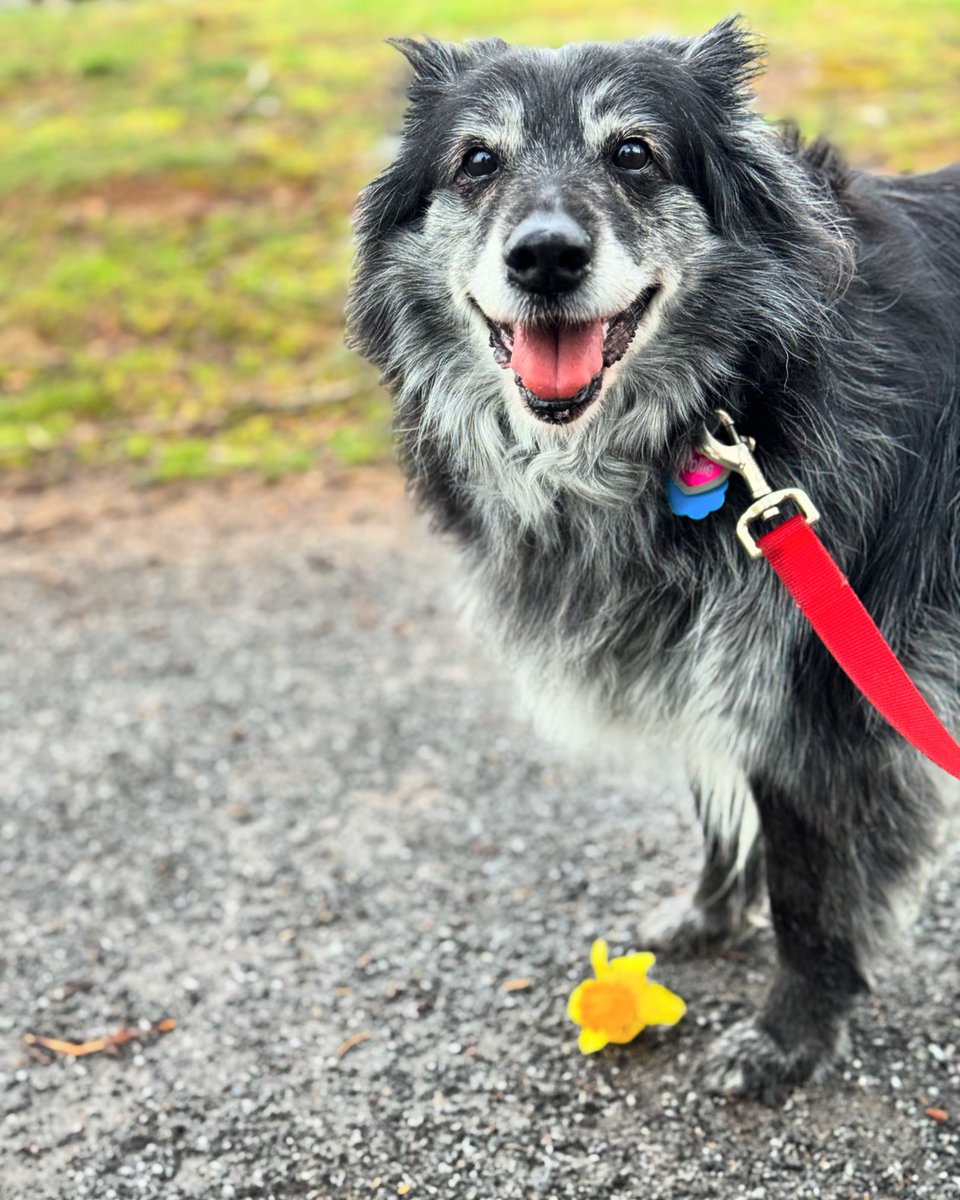 william lang tweet media