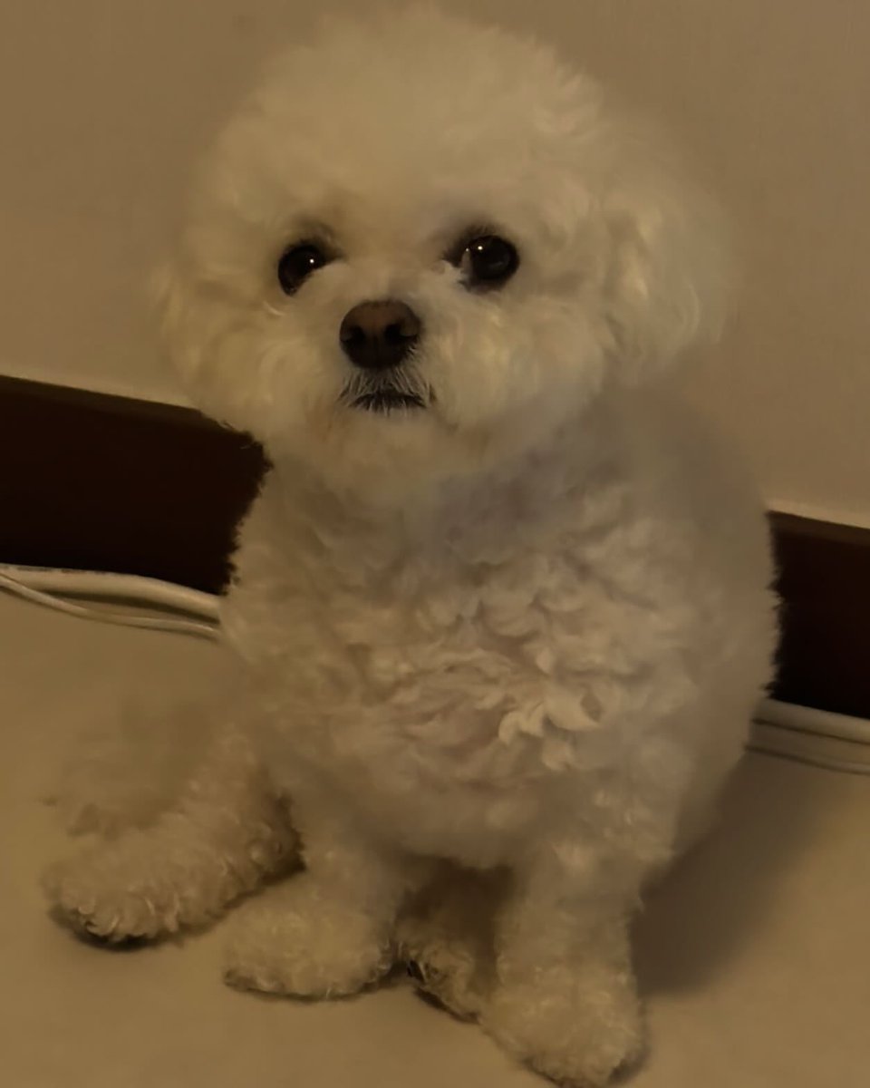 chenlededaegal's tweet photo. 대갈공주
아이돌데뷔 드가야되 https://t.co/Ywn6jJkYcn