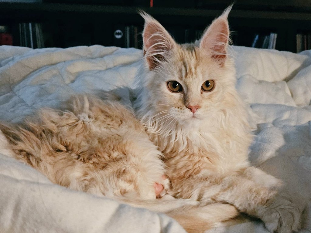 Michelle Rojas 🔜 Anime Washington tweet media