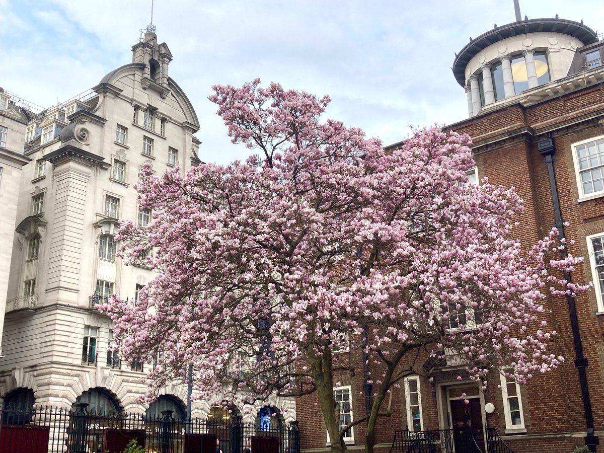wazzo_m's tweet photo. Splendid Magnolia in all its glory in the Churchyard of St James Church #Piccadilly @StJPiccadilly. Sat in the churchyard enjoying lovely speciality coffee from #RedemptionRoaster #JermynStreet Recommend as a good pit stop @stjameslondon @redemptionroast https://t.co/qxFMjyRUC9