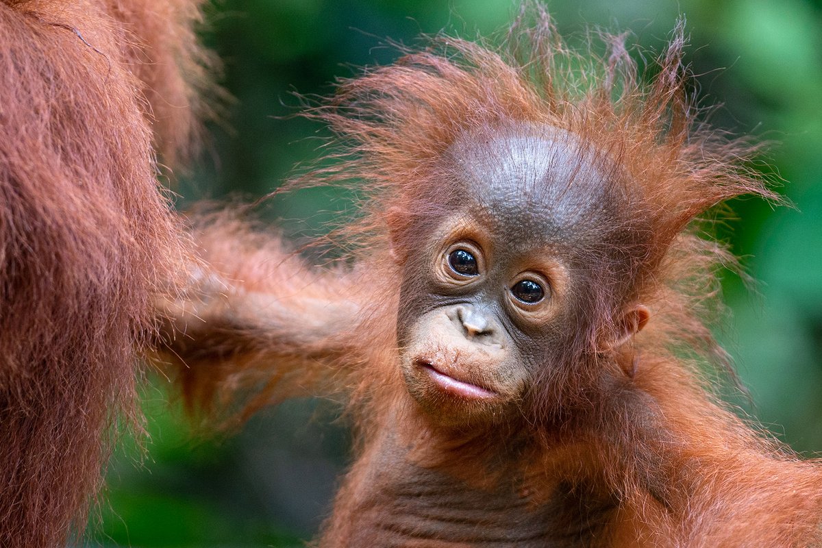 Orangutan young have one of the longest childhoods of all animals. The high energetic investment of larger-brained species into brain development during infancy results in a delay in the physical development of the body, and thus a delayed onset of the reproductive period.