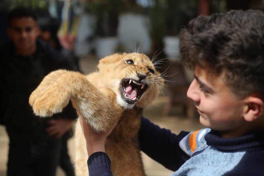 Hourly Lions (@hourlylion) on Twitter photo 