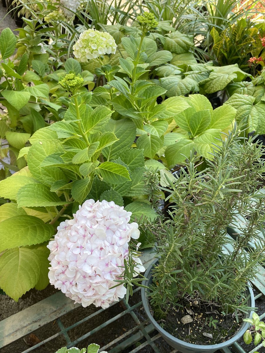 carolinaespada's tweet photo. Prof. @PepeClavijoA le voy a mandar varios tuits de lo que vimos @17DEJUNIO y yo el lunes pasado en el vivero. Dígame, por favor, ¿algo de esto sirve para la #Bioisla de mi balcón? El cariaquito anaranjado lo voy a tener q’ir a buscar al monte. #MIZA https://t.co/m48qMVSHZf