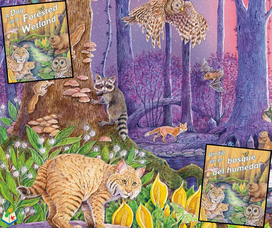 Title Highlight! In this rhythmic, nonfiction title, 'A Day in a Forested Wetland' introduces readers to the animals that make the aquatic habitat of forested wetlands their home and what a typical day looks like for them. #wetlands #childrensbook bit.ly/3Ip7NTT