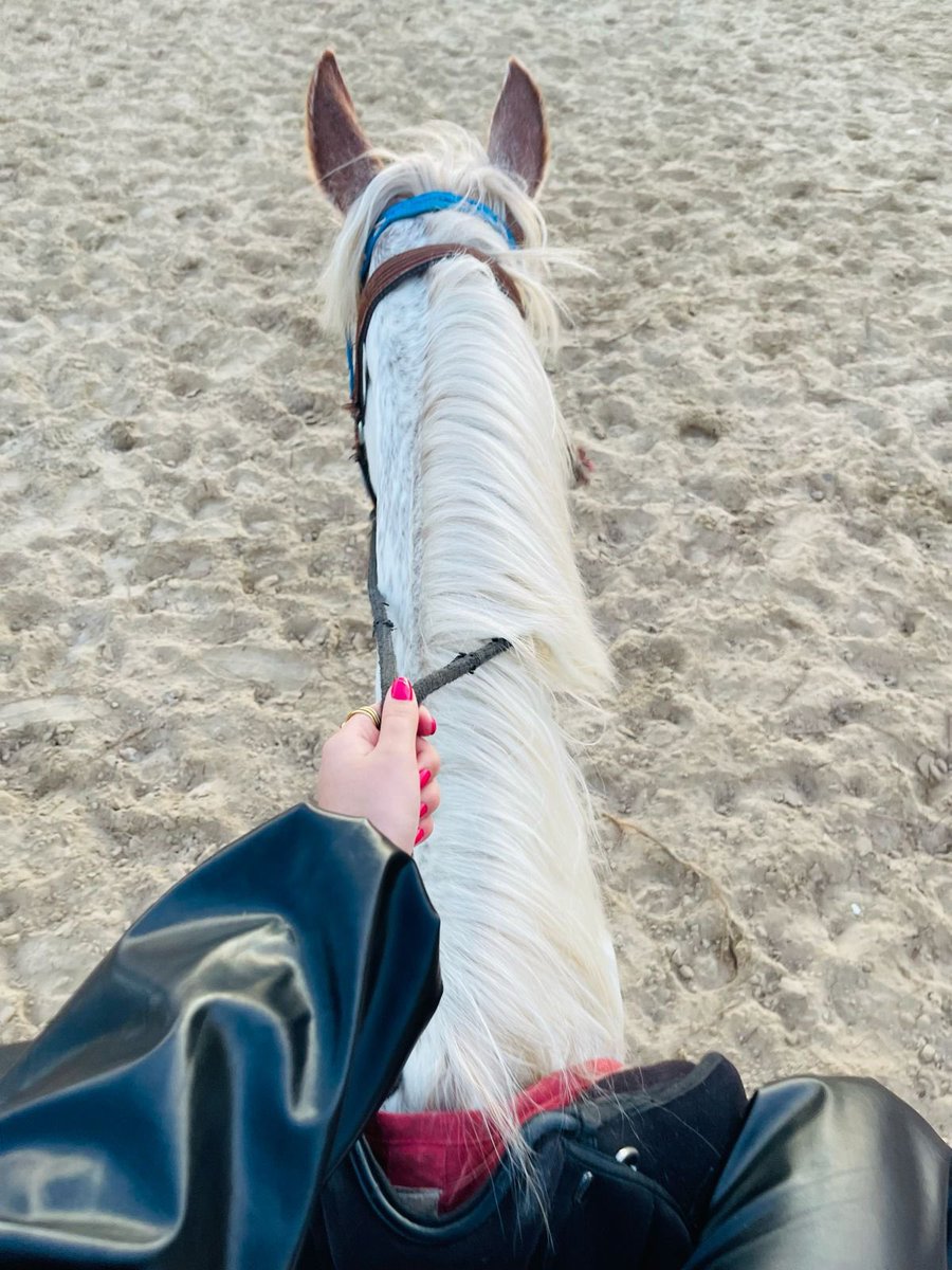 Nehal_Adnan3's tweet photo. Randoms🐎♥️. https://t.co/oNc1NcV2pq