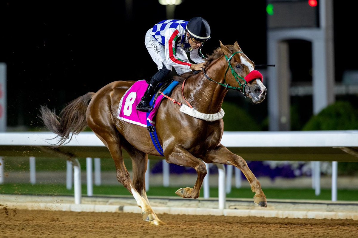 AlsharifStable's tweet image. للعام الثاني على التوالي الجواد نجيب الزمان بطلاً لميدان الملك عبدالعزيز للخيل العربيه في انتصار رائع يتبعه اخيه بارز من اسطبلنا في المركز الثاني تحت تدريب المدرب الرائع عبدالعزيز الموسى وقيادة الخيال المبدع كاميليو اوسبينا .