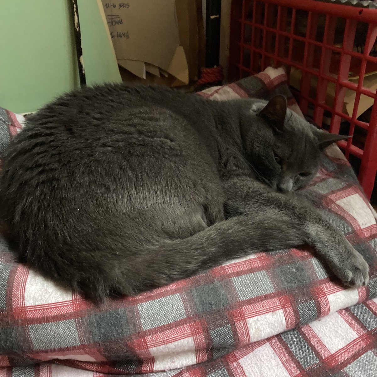 StormyGirl has the right idea on this NYC cloudy rainy #Caturday😻