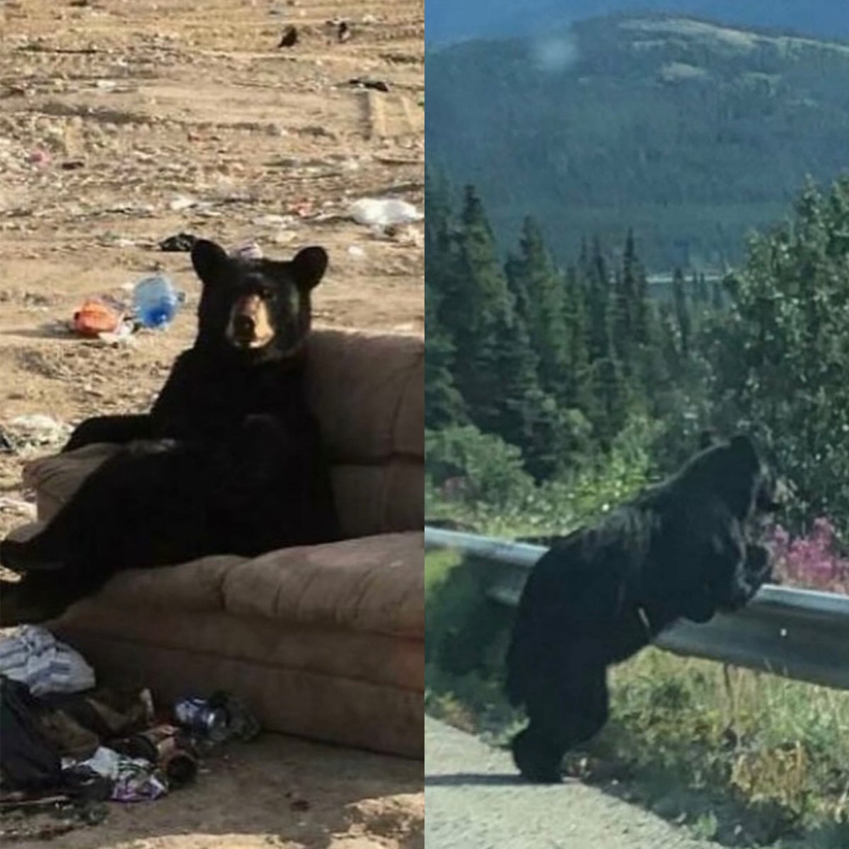 MisterMatt1985's tweet photo. Romania in a nutshell: https://t.co/fiJZYu9BFI