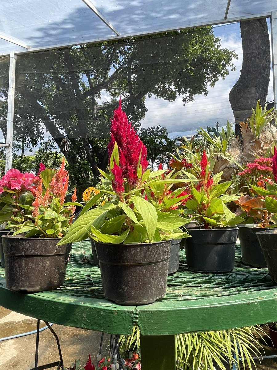 carolinaespada's tweet photo. Prof. @PepeClavijoA le voy a mandar varios tuits de lo que vimos @17DEJUNIO y yo el lunes pasado en el vivero. Dígame, por favor, ¿algo de esto sirve para la #Bioisla de mi balcón? El cariaquito anaranjado lo voy a tener q’ir a buscar al monte. #MIZA https://t.co/V7g1V1BDJb