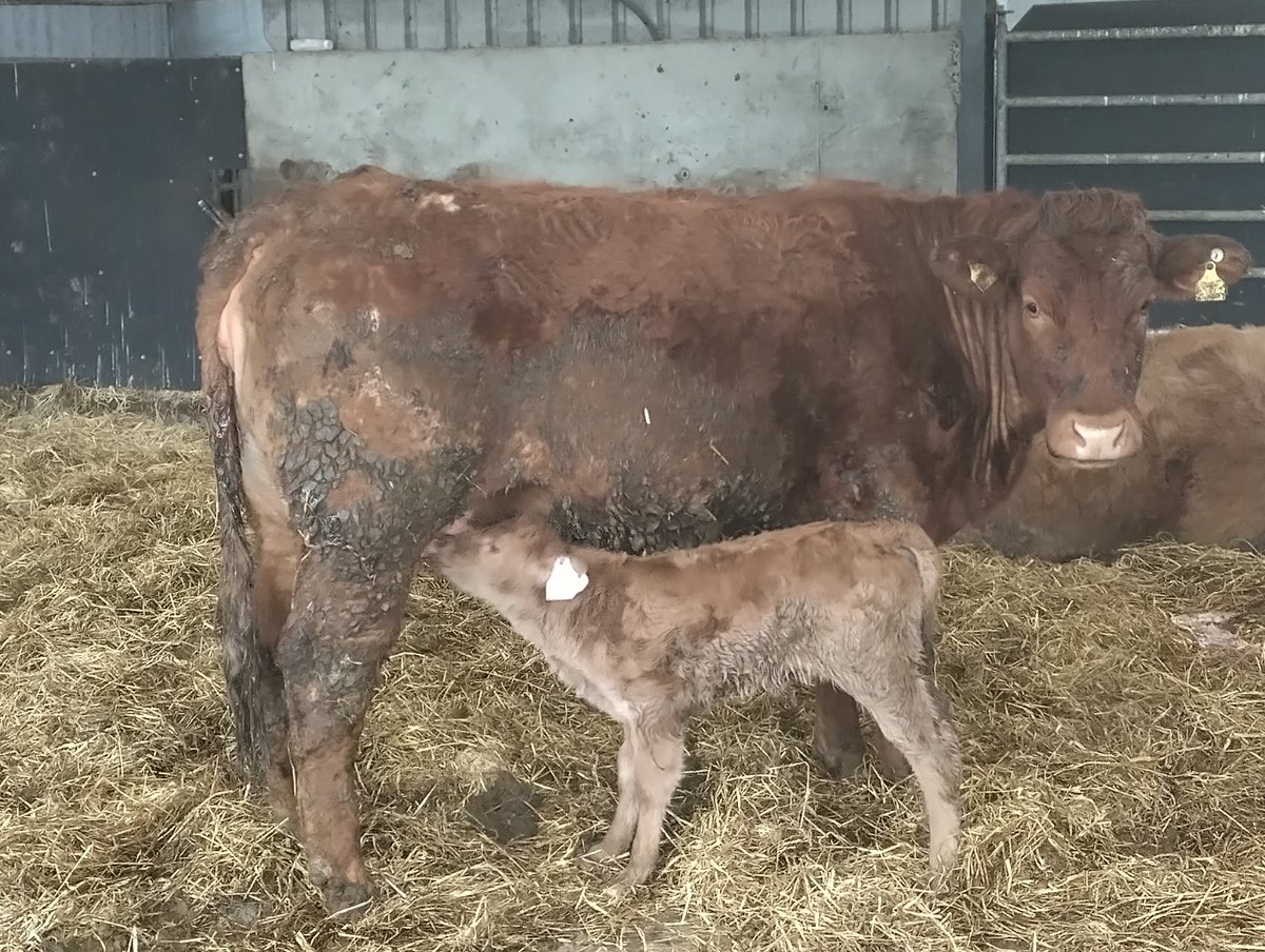 Small but lots of vigor.. powerful proper heifer calf from a heifer 284 days gestation unassisted🐮