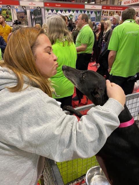 Few pictures from Day 1 of Crufts Busy day at both the Hound Lounge in Hall 1 and the breed booth at Discovery Dogs. #crufts2024 #greyhoundtrust