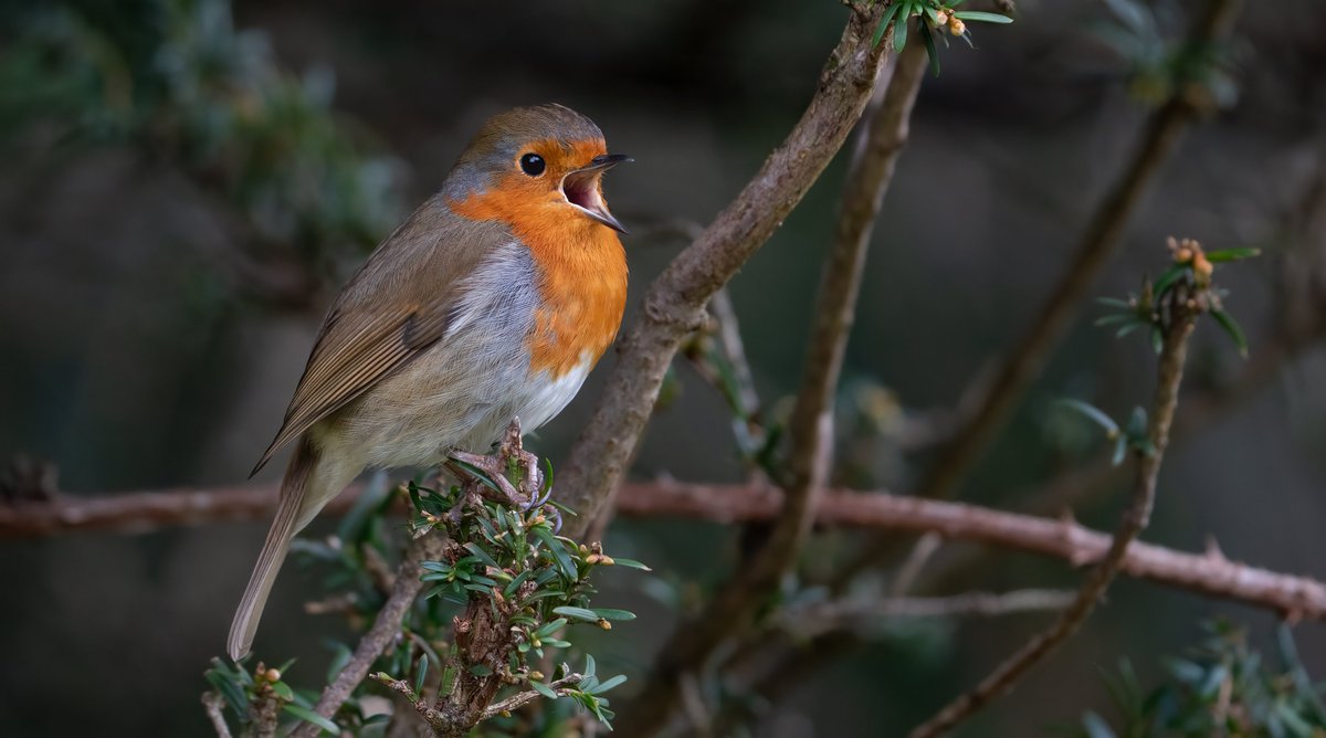 Nothing more pleasing to see, is a #robin at full voice. #birds #love #wildlife #birdphotography #singing #happy #joyful #nature #amateursnapshots #woodland #british #iconic #britishwildlife #happy #lovedones