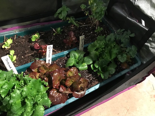 VonFonay's tweet photo. Un buen comienzo de la germinación de tu #HuertaUrbana puede ser con lámparas de Luz artificial, en ambiente controlado. con @SouthOrganics https://t.co/nwdvkuJ320