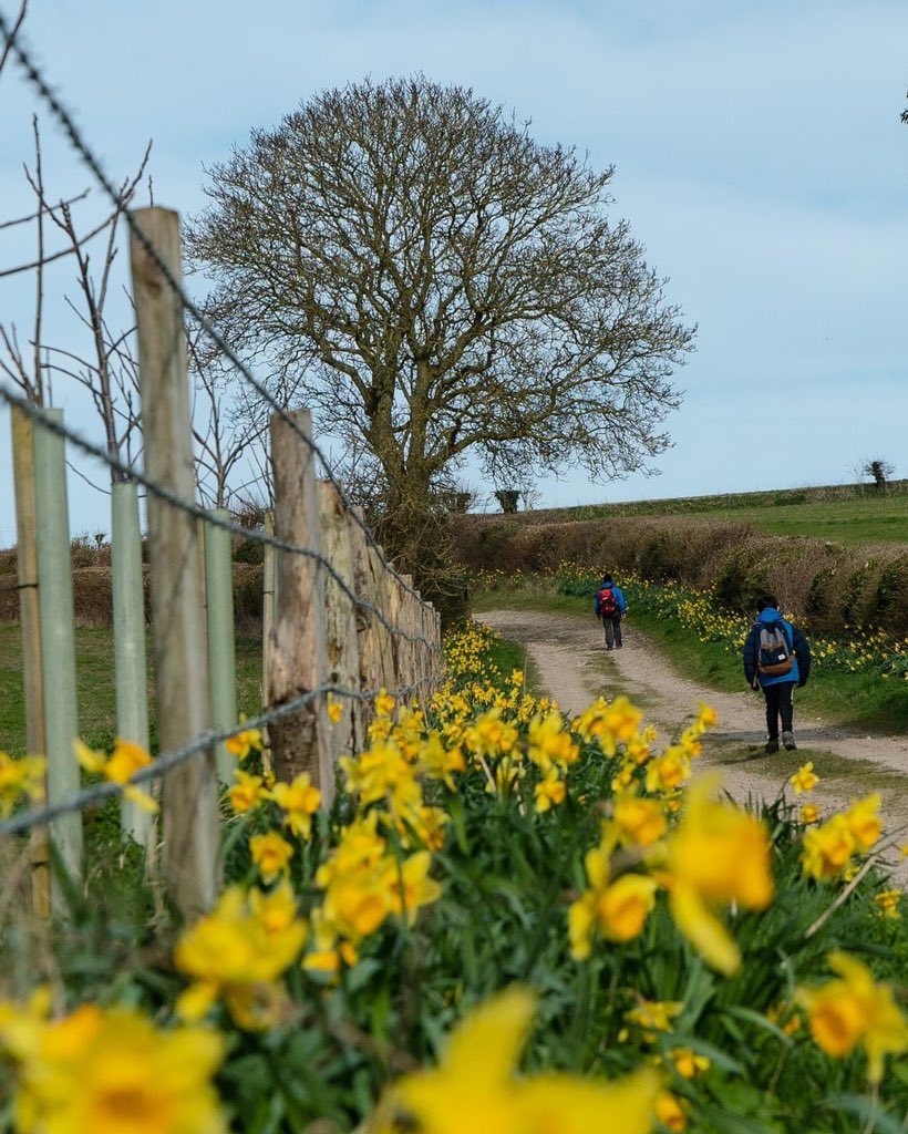 Spring flowers on the test way walk near Linkenholt in north Hampshire, UK 💛 The 43 mile Test Way begins high on the chalk downs at Inkpen and follows much of the course of the River Test to Eling. Hope everyone is having a splendid weekend 😃 #testway #ourhampshire