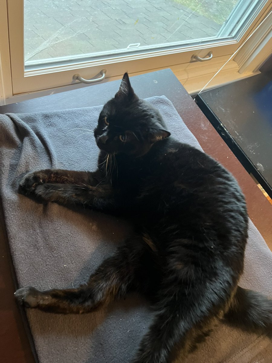 macguyvermedia's tweet photo. Happy #Caturday 😻 https://t.co/2AjP9XPxso