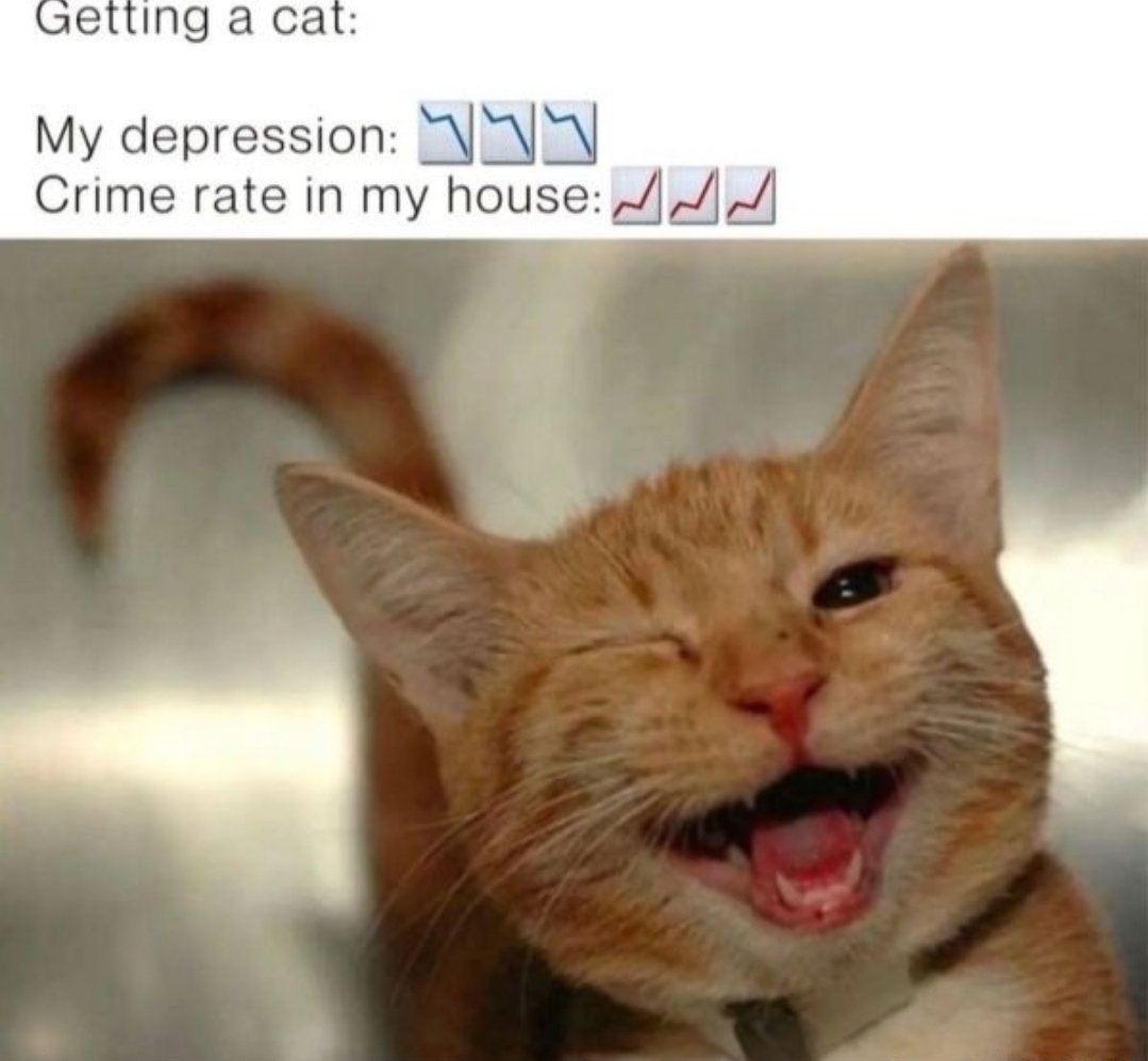 smol silly cat (@catsillyness) on Twitter photo 