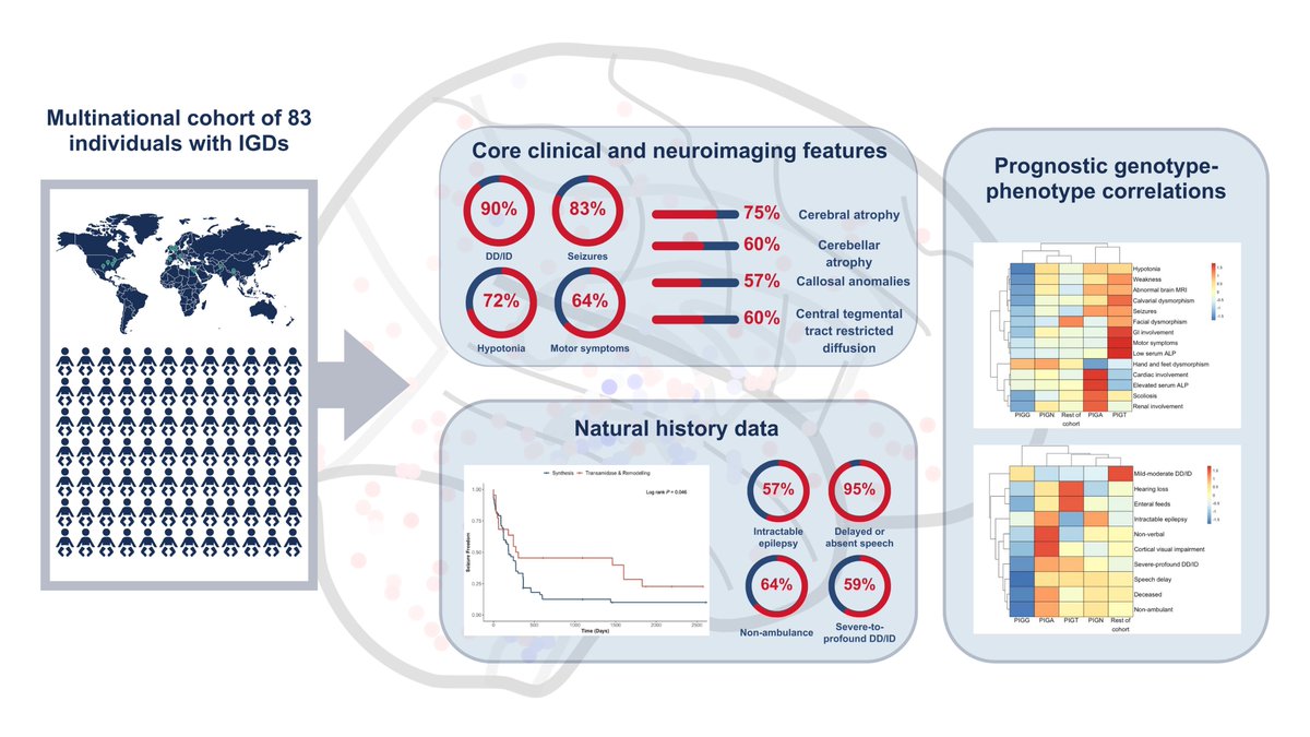 Excited to share this labour of love, now out in @Brain1878: 'The clinical and genetic spectrum of GPI anchor deficiency disorders'. 🔗 bit.ly/gpi-anchor Thank you @StephanieEfthy1 @IonSynapse and many, many others for this incredible collaboration!