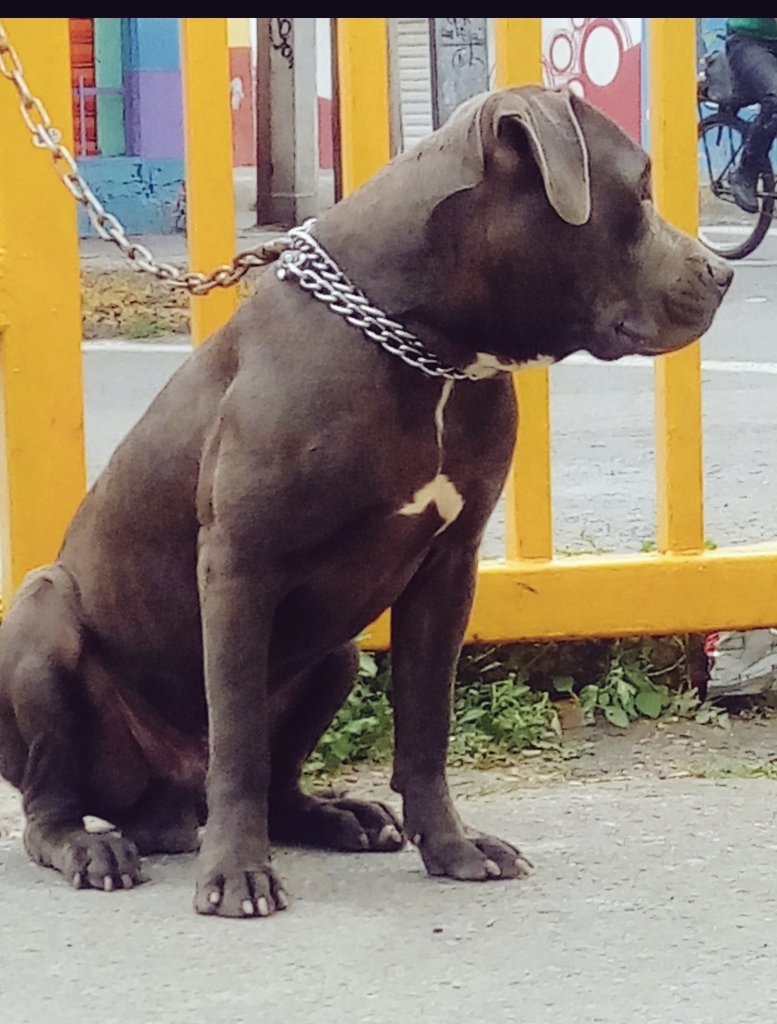Mario67377957's tweet photo. @JClaudioRendon @klauypab7902 Ahí tengo un machito para ella, excelentes crías. Cuando ocupes estamos a la orden, no pido dinero. https://t.co/hkYsFgWa7q