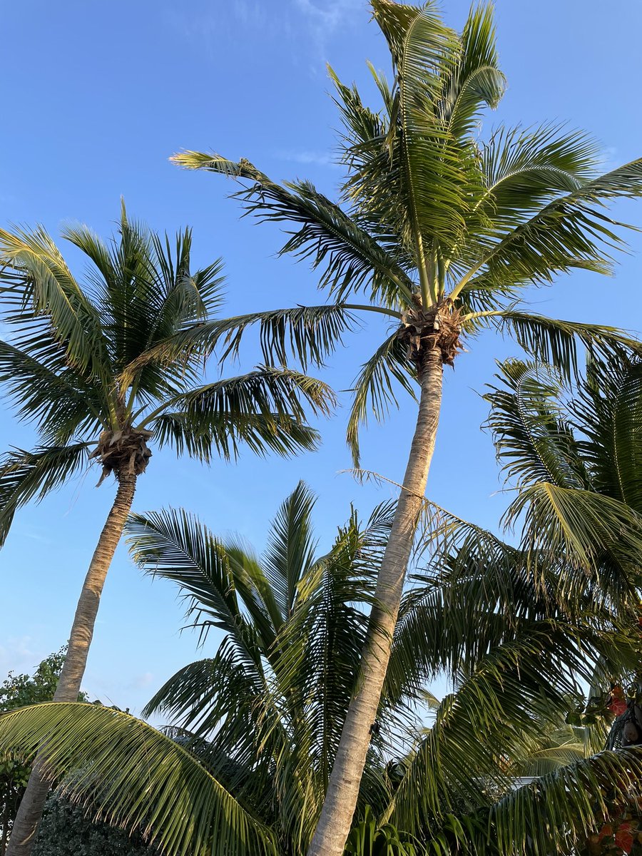 RandyPatrick840's tweet image. Today’s view….pelicans and palm trees #TheKeys