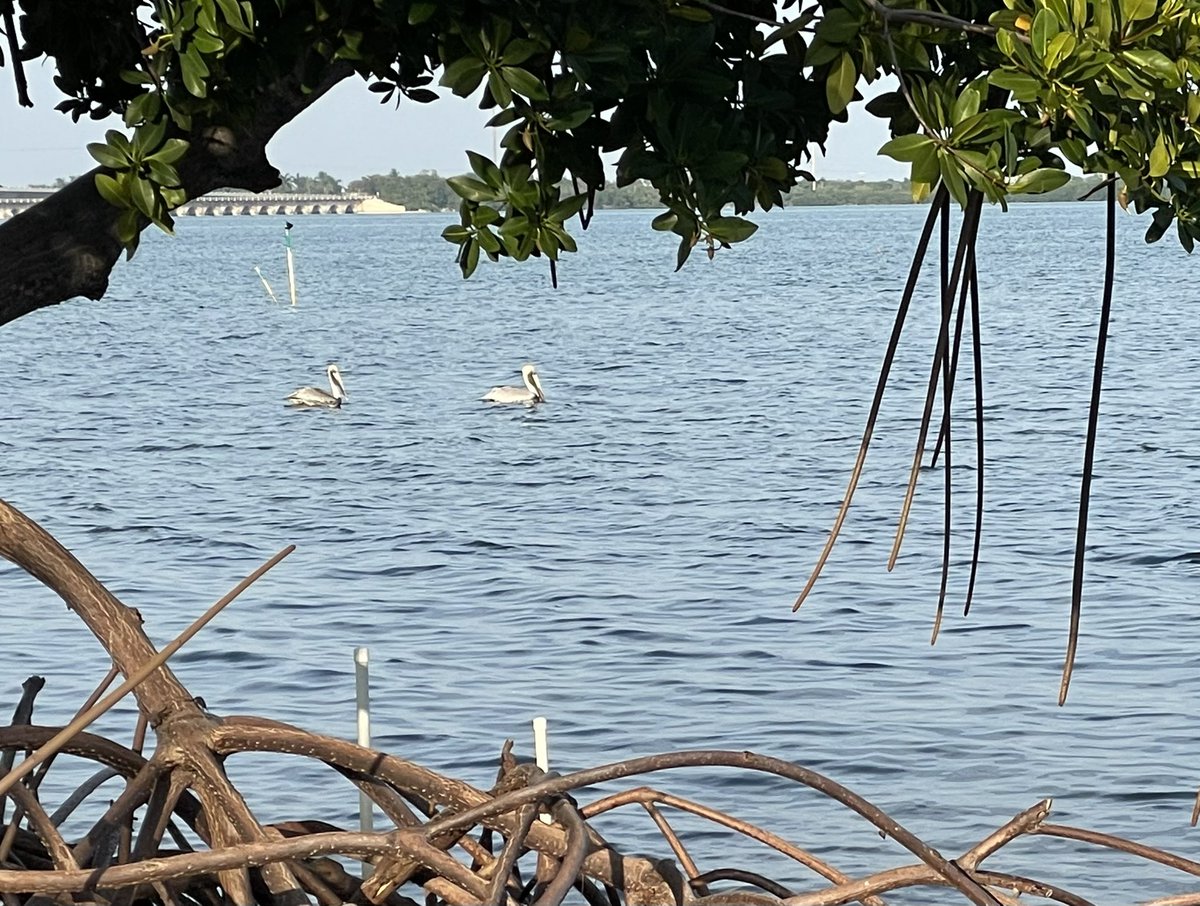 RandyPatrick840's tweet image. Today’s view….pelicans and palm trees #TheKeys