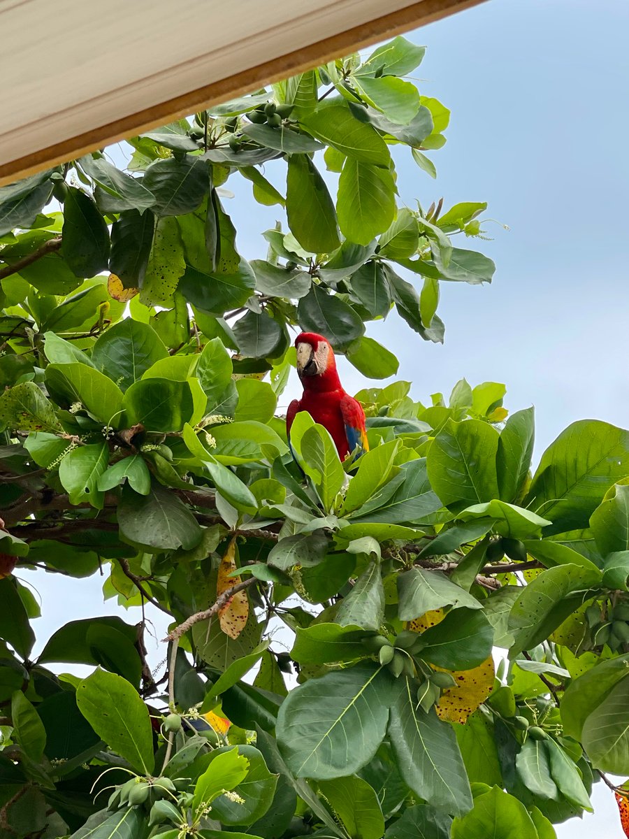 #scarletmacaw #costarica #hotelamapolajaco