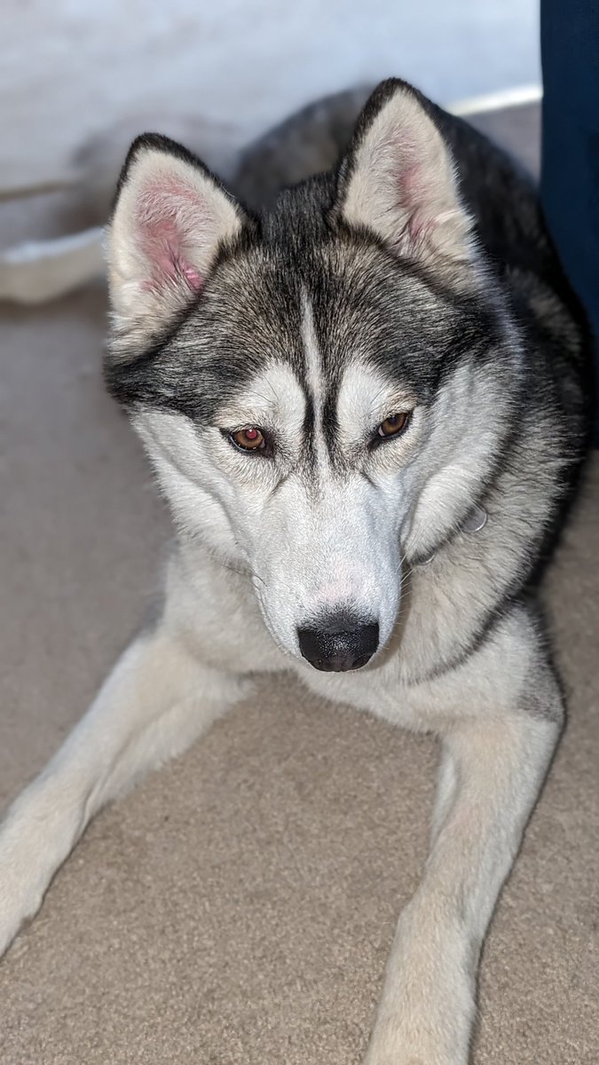 TheSlackMaster's tweet image. Meet Abby, a 2 year old rescued Siberian Husky 

#dogs #huskies #rescued