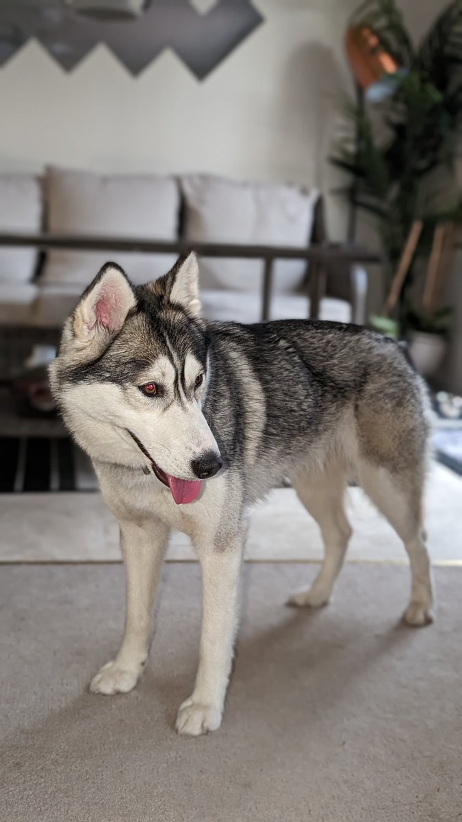 TheSlackMaster's tweet image. Meet Abby, a 2 year old rescued Siberian Husky 

#dogs #huskies #rescued