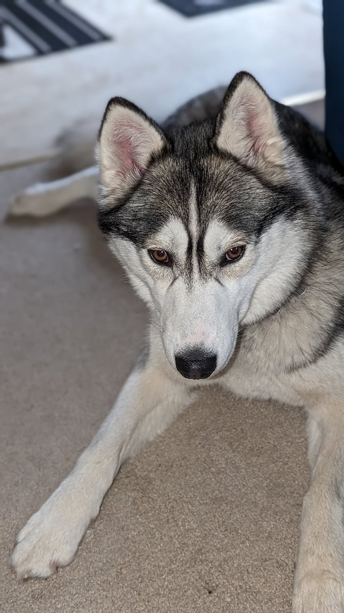 TheSlackMaster's tweet image. Meet Abby, a 2 year old rescued Siberian Husky 

#dogs #huskies #rescued