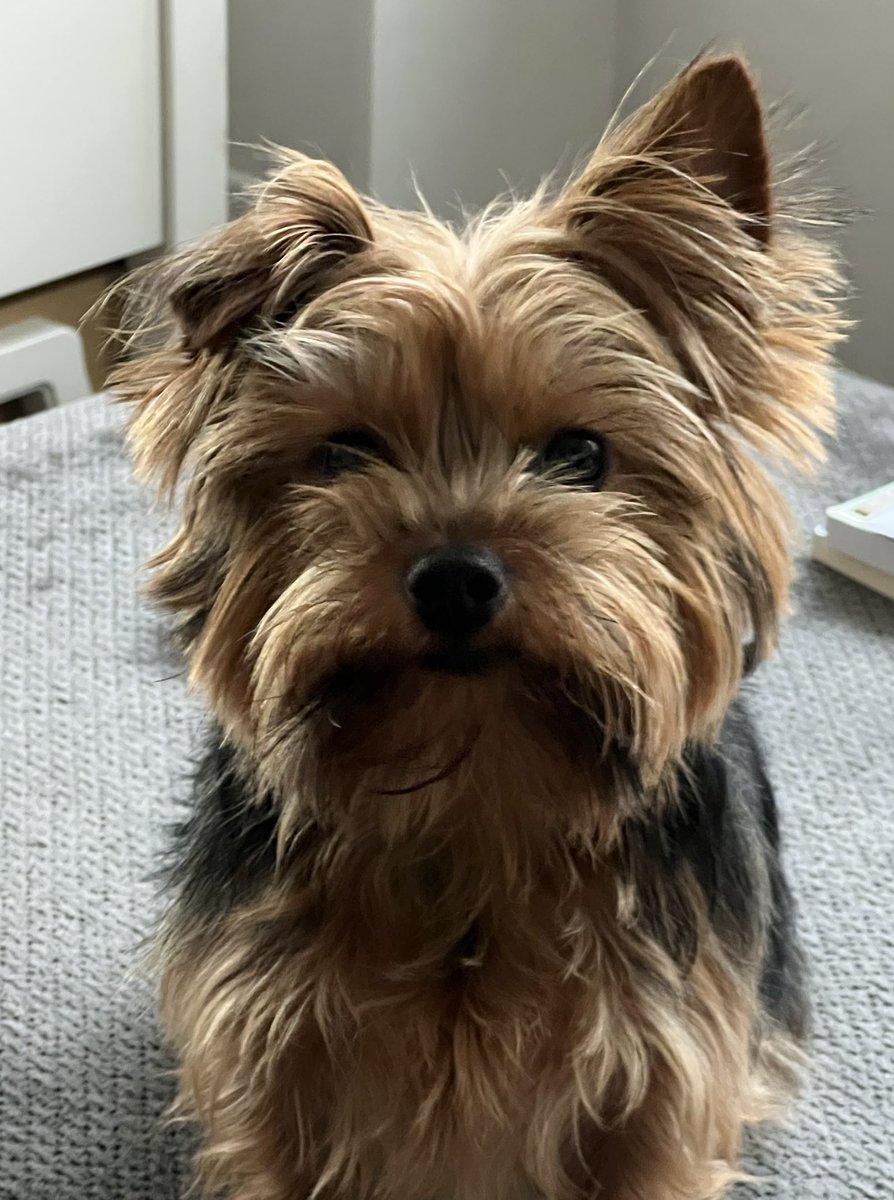 FitzTheYorkie21's tweet photo. Happy Saturday from Fitzgerald https://t.co/6SCbL8uYBD