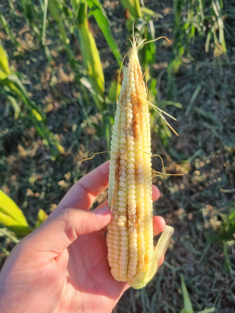 jamateos85's tweet photo. Hay q ponerle onda... Pero como cuesta... Tanto trabajo, tanta plata invertida.. Se lleva todo en unos minutos..

Un contexto de precios q no ayuda.. Un estado que te asfixia..

La resiliencia es una virtud que trato de cultivar día a día...

Pero como cuesta... https://t.co/UCNvtz0nSp