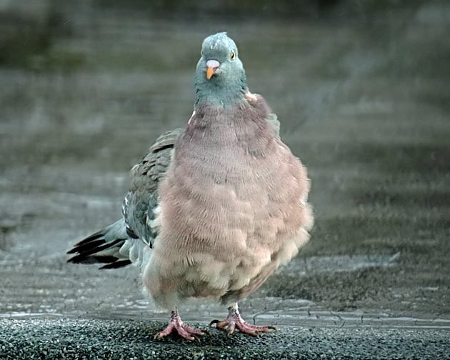 📷  Jeff Hazell <a href="/levelsbirder/">Jeff Hazell</a>  #November2018 
Woodpigeon after heavy rain #Somerset