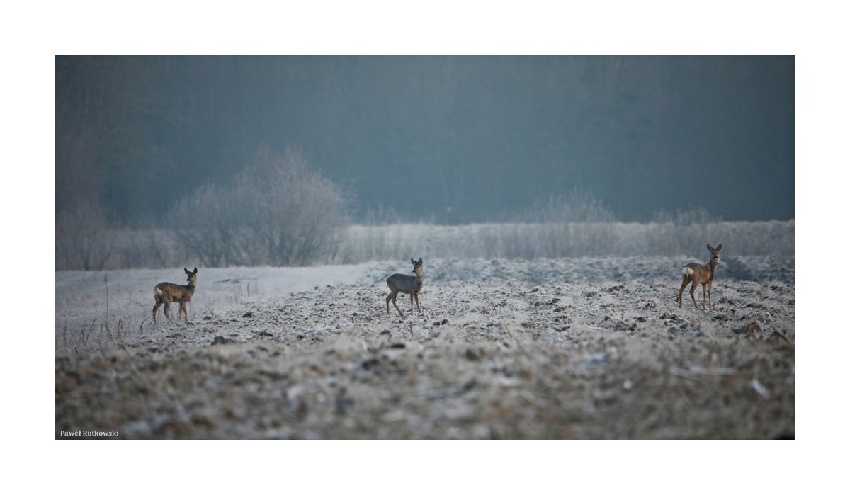 Trio

(Wiosenny szron IV / Spring hoar frost IV)

(Zdjęcie typu 'safari': zrobione z samochodu, przez opuszczoną szybę... ;-) / A safari-like photo: taken in the car, through the open window... ;-)

#NatureforSunday #Polesie #Poland #sarny #roedeer #hoarfrost #ThePhotoHour