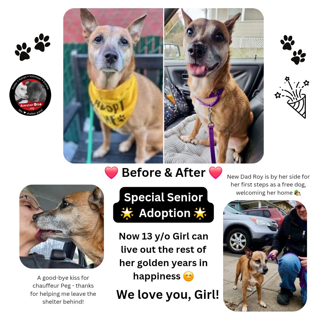 🫠 Our hearts are melting to see 🐾GIRL transform from a heartbroken senior pup to being one so full of hope & joy ♥️ Thank you so much, Roy, for giving this sweet Girl the chance to live out the rest of her life in happiness. We are so happy for both of you! 🎉
