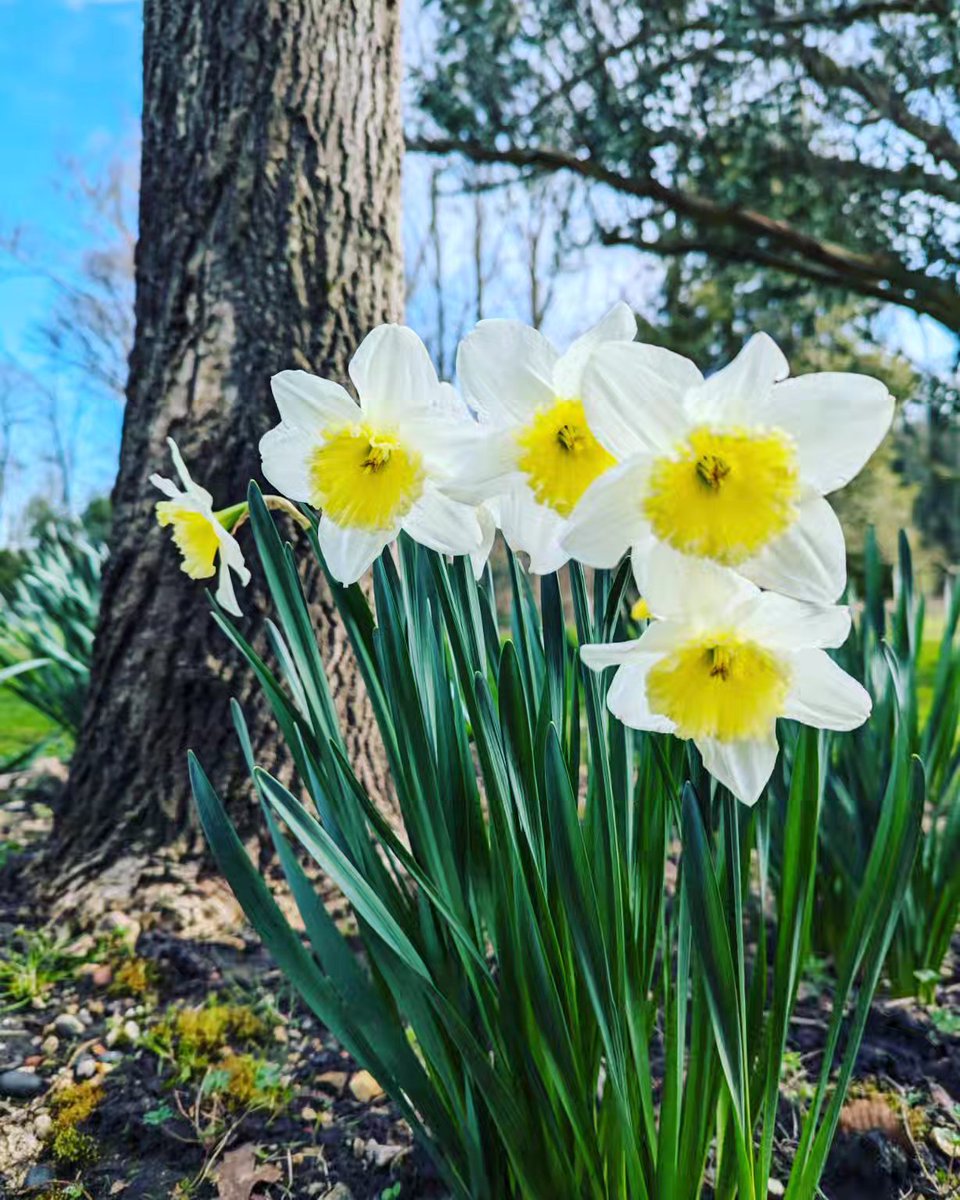 Spring has truly sprung in The World Garden today 🌼  Tom & the volunteers have been busy in the garden getting it ready for visitors on Easter Saturday🐣 Thank you to Jo for capturing this stunning scene 💚 #happygardener #daffodils  #rhspartnergarden #teamlullingstone