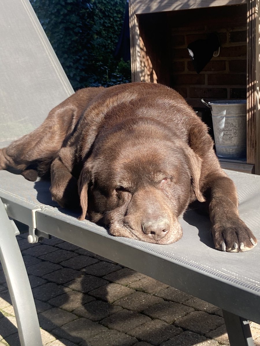 Ligzetel uitgehaald voor onze #14yold  Ons oudje.. Kwestie dat hij zijn kleur kan behouden 😅 #loveourdog  #chocolatelab  🐾
