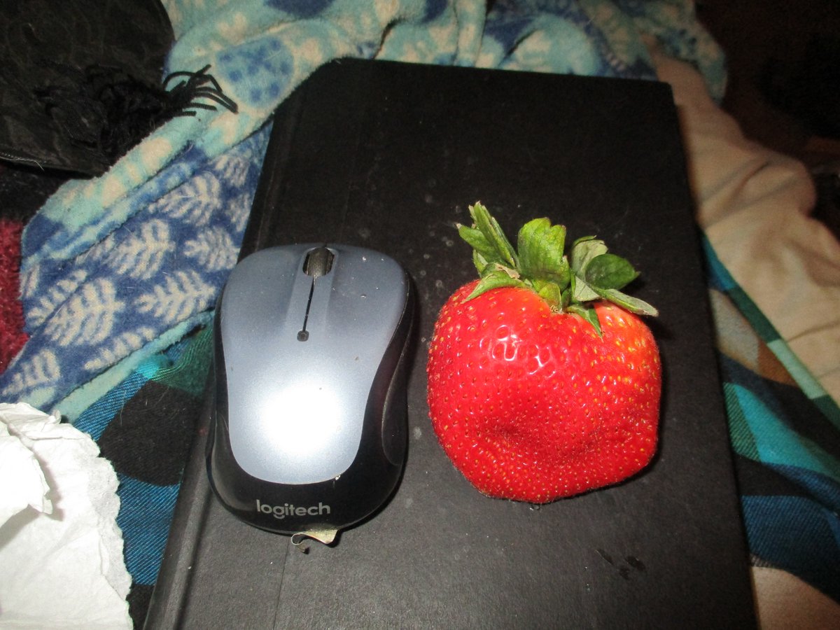 check out the size of this strawberry lol