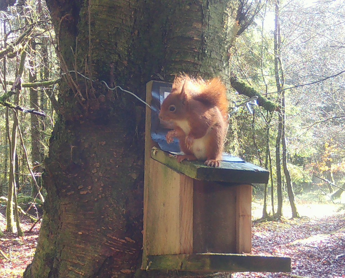 rather lovely young male Clocaenog Red Squirrel enjoying the sunshine this week. This is likely one of last year's kits 😊 #clocaenogrst #clocaenogredsquirrels #clocaenogforest #redsquirrels #redsquirrelsnorthwales #redsquirrelconservation #magicalmammals #endangeredspecies