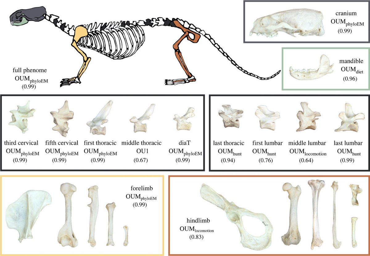 Different ecological and #phylogenetic effects led to distinct #evolutionary patterns among the different skeletal components in #carnivorans. Read the full #BiologyLetters paper ‘Uncovering the mosaic evolution of the carnivoran skeletal system’ ow.ly/7VUT50QKJlk